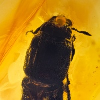 af01-261_curculionidae_scolytinae_-_bark__beetle_2048514052