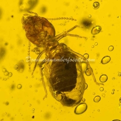 Diptera Tipulidae And Isoptera 10