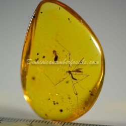 Diptera Tipulidae And Isoptera 7
