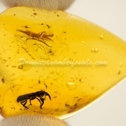 Large Coleoptera Curculionoidea 4