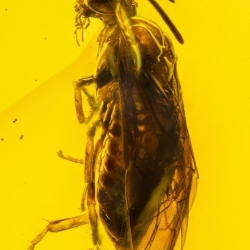V2032 Hymenoptera Argidae Argid Sawfly