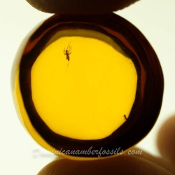 V2047 Diptera Fossil Inclusion In Dominican Amber 6
